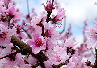 写真：紀の川市観光協会