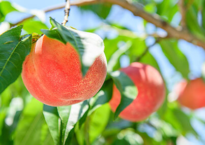 写真：紀の川フルーツ観光局